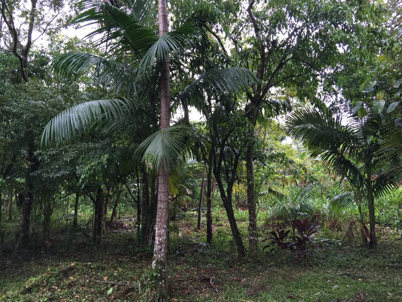 Recriando um estado de natureza