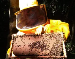 Imagem listagem APAIM